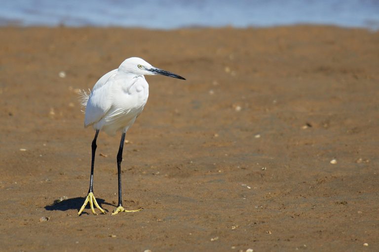 Egretta garzetta - Garceta común