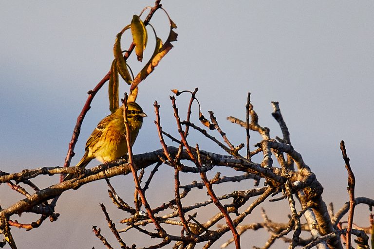 Emberiza cirlus - Escribano soteño