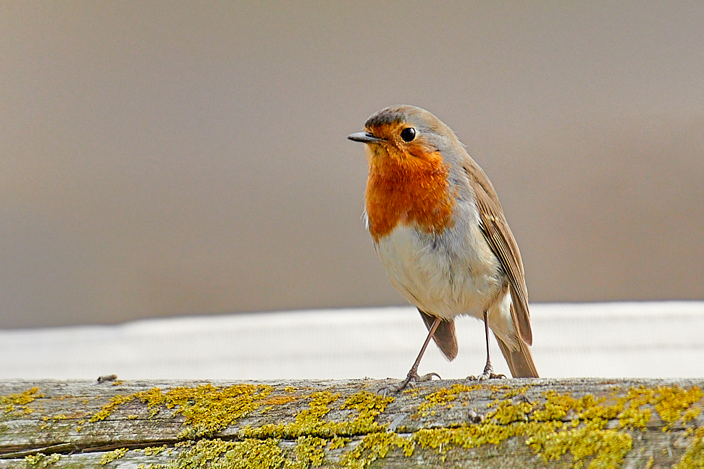 Erithacus rubecula - Petirrojo europeo