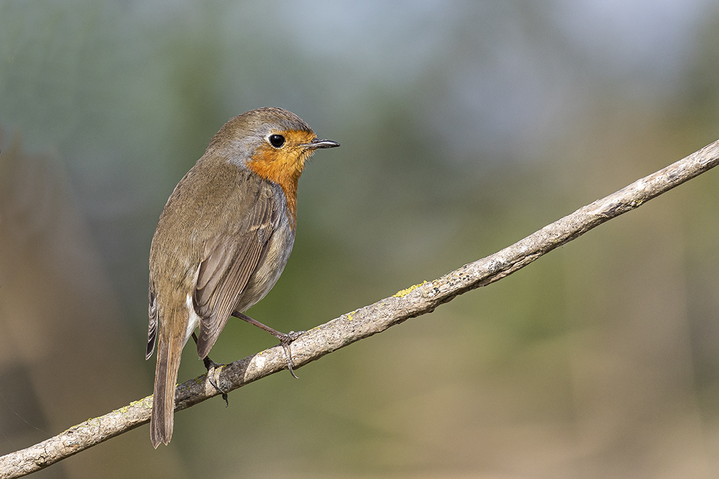 Erithacus rubecula - Petirrojo europeo