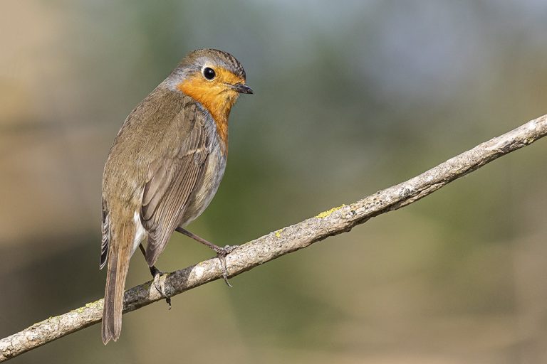 Erithacus rubecula - Petirrojo europeo