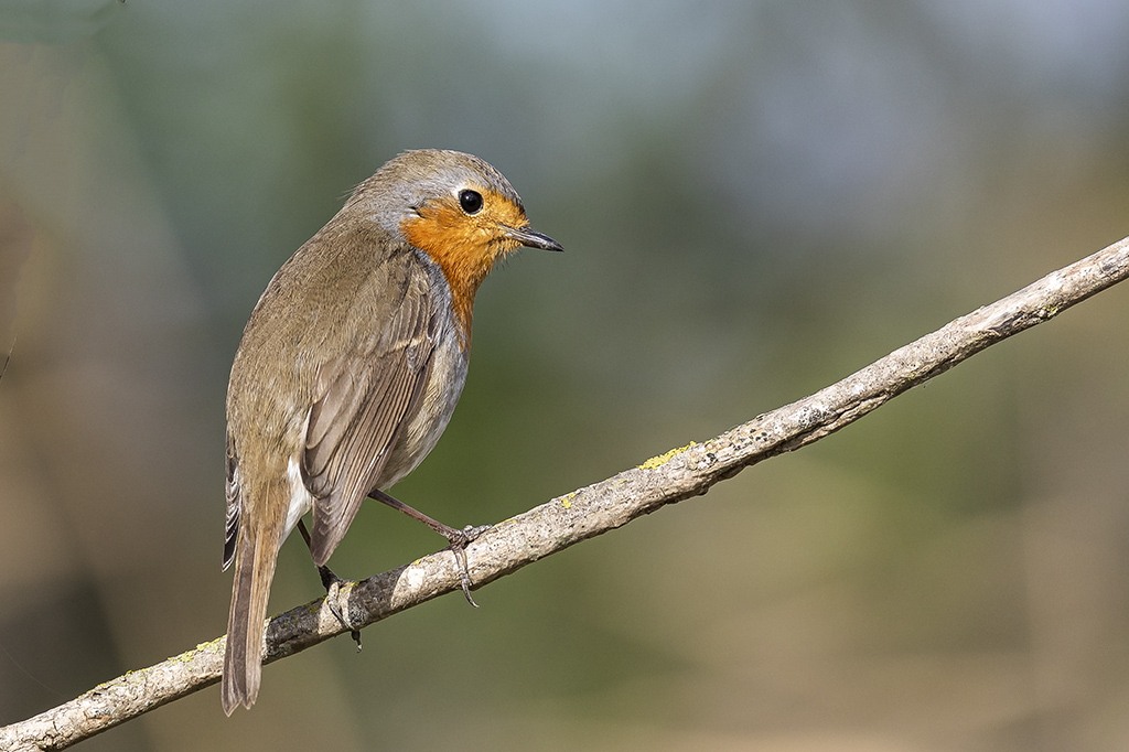 Erithacus rubecula - Petirrojo europeo