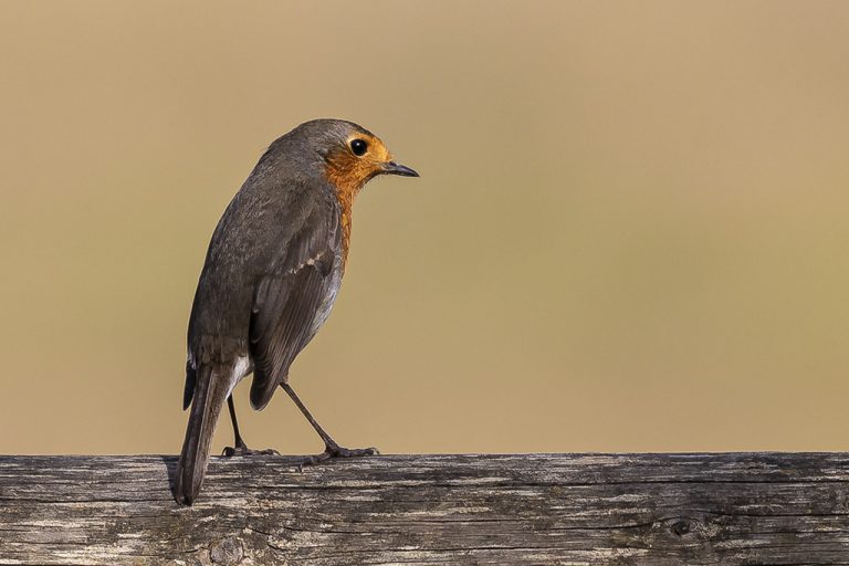 Erithacus rubecula - Petirrojo europeo