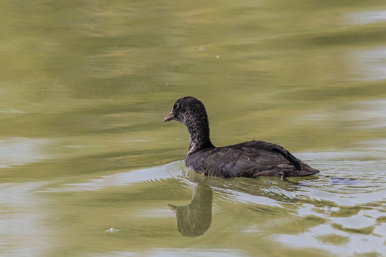 Fulica atra - Focha común