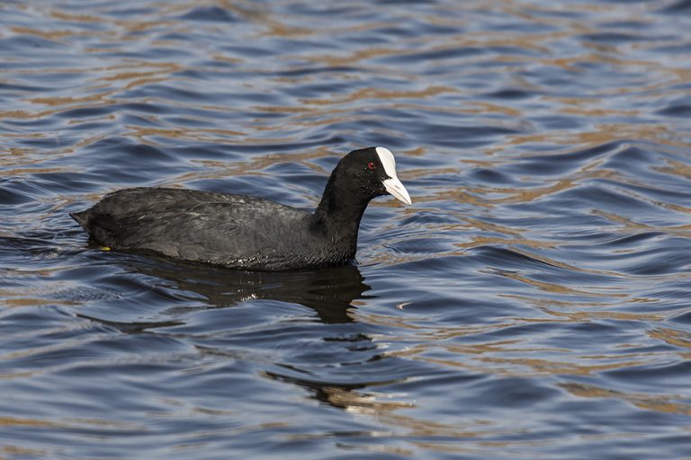 Fulica atra - Focha común