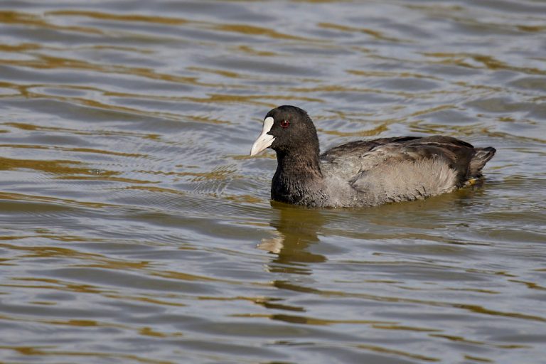 Fulica atra - Focha común