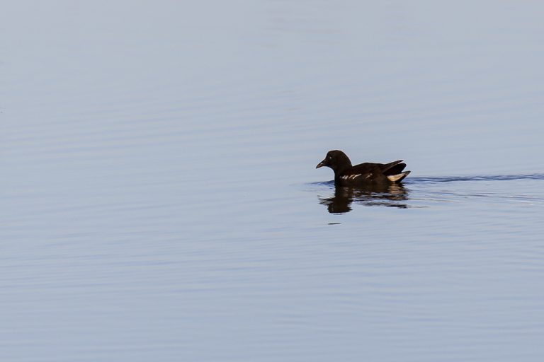 Gallinula chloropus - Gallineta común