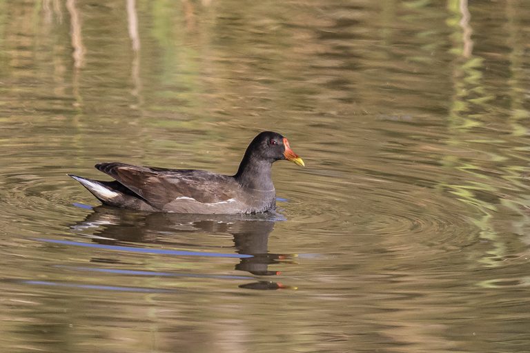 Gallinula chloropus - Gallineta común