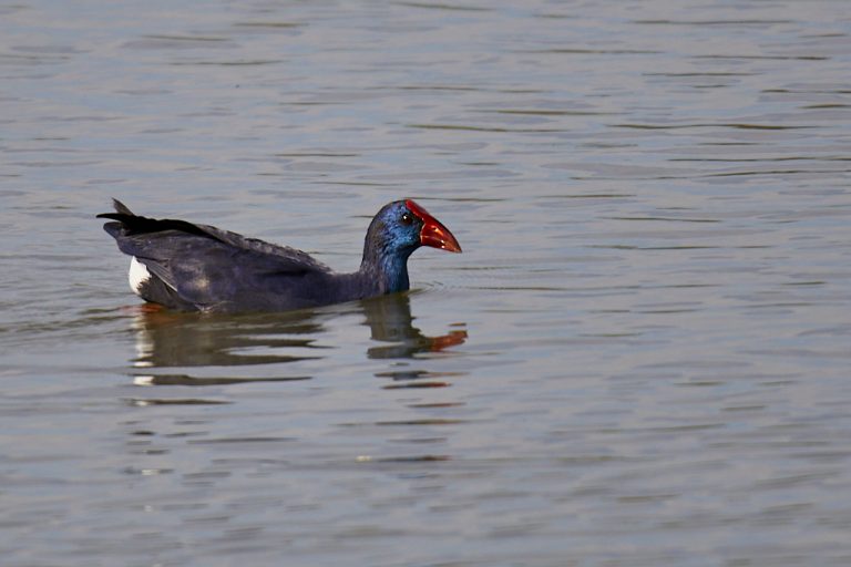 Gallinula chloropus - Gallineta común