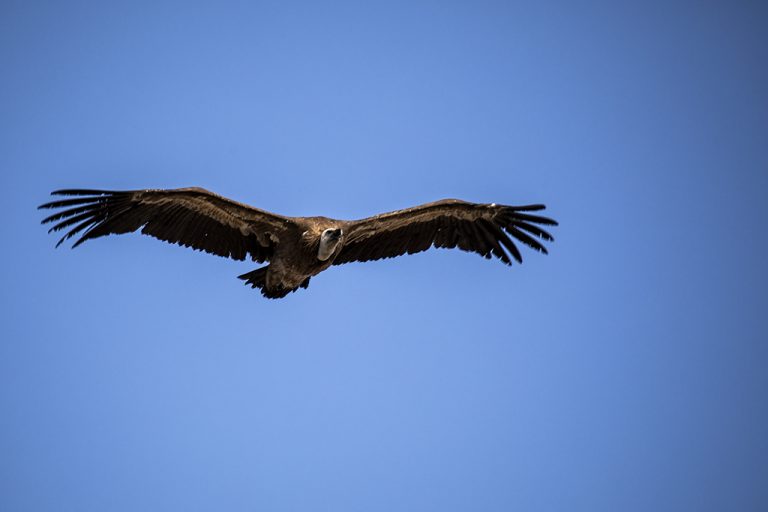 Gyps fulvus - Buitre leonado