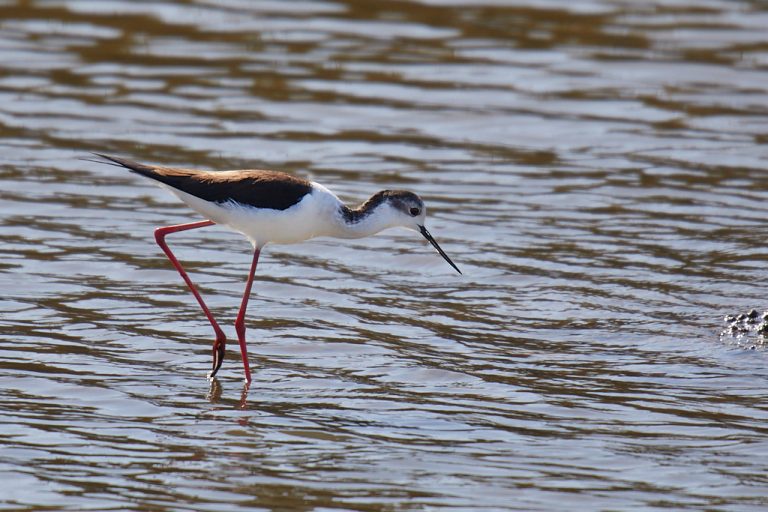 Himantopus himantopus - Cigüeñuela común