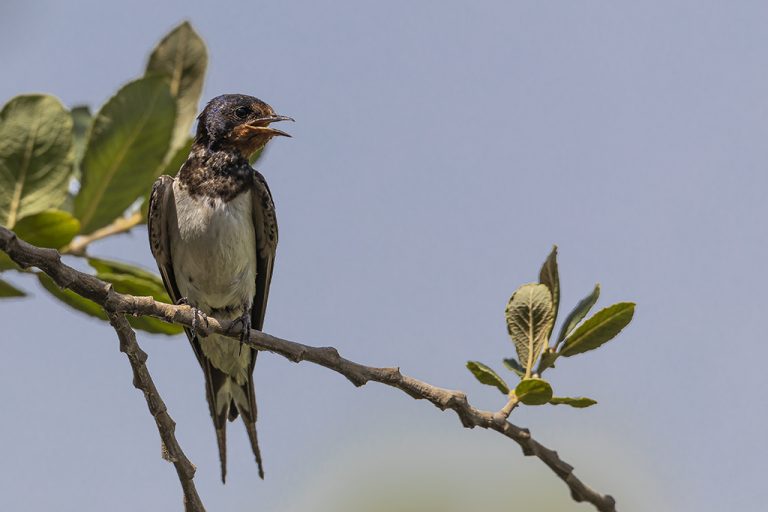 Hirundo rustica - Golondrina común