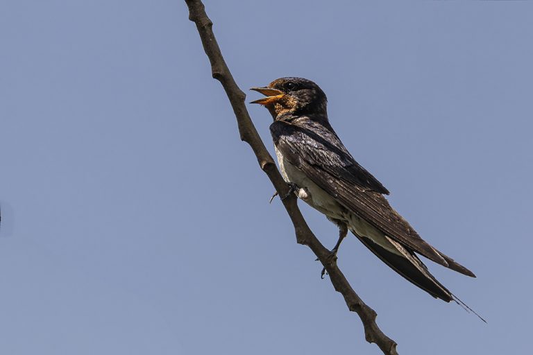 Hirundo rustica - Golondrina común