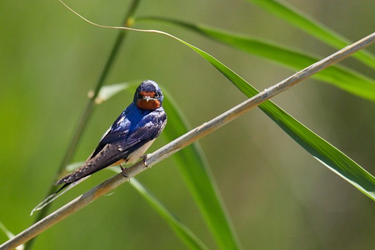 Hirundo rustica - Golondrina común