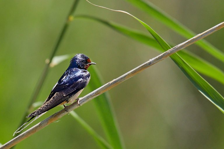 Hirundo rustica - Golondrina común