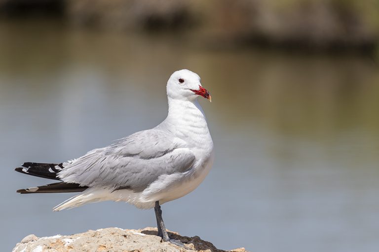 Larus audouinii - Gaviota de Audouin