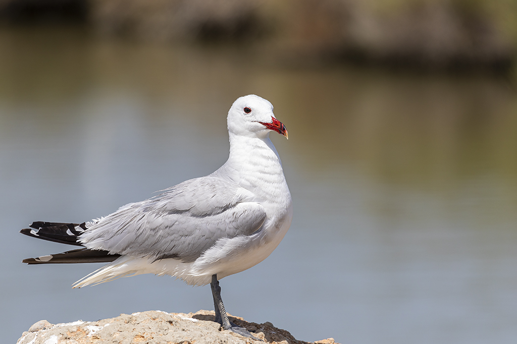 Larus audouinii - Gaviota de Audouin