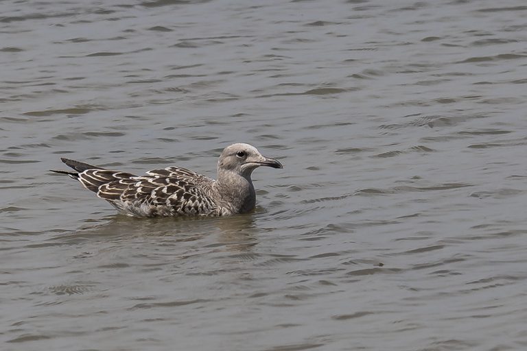 Larus audouinii - Gaviota de Audouin