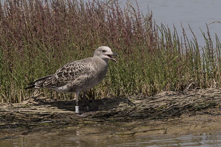 Larus audouinii - Gaviota de Audouin