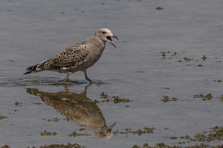 Larus audouinii - Gaviota de Audouin