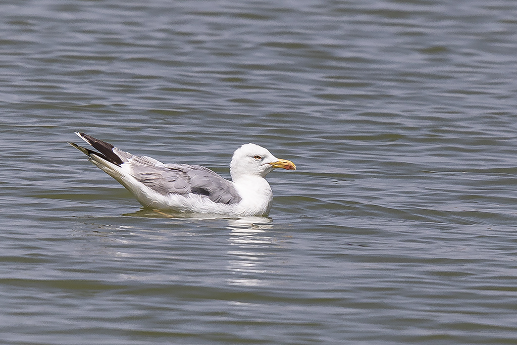 Larus michahellis - Gaviota patiamarilla