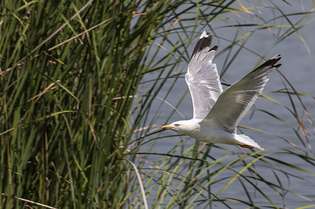 Larus michahellis - Gaviota patiamarilla