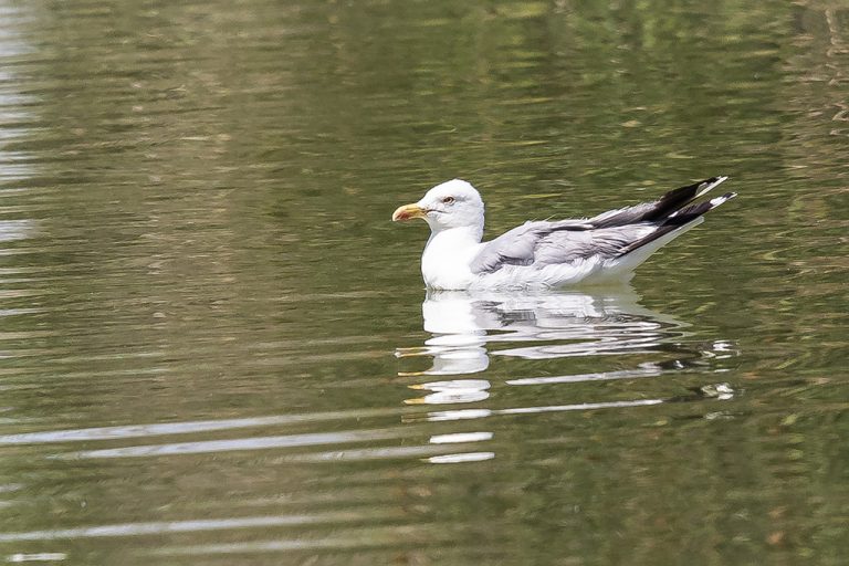 Larus michahellis - Gaviota patiamarilla