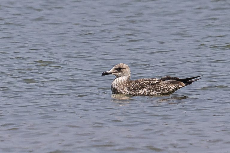 Larus michahellis - Gaviota patiamarilla