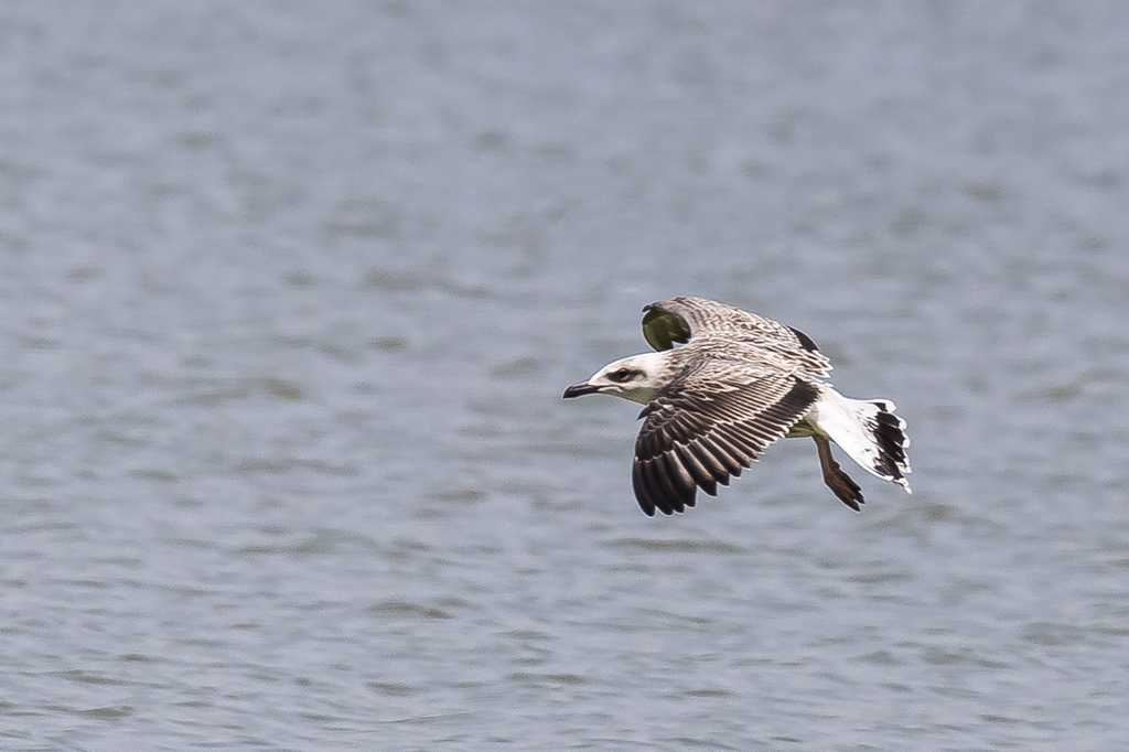 Larus michahellis - Gaviota patiamarilla