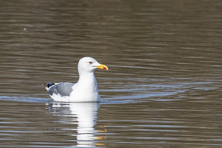 Larus michahellis - Gaviota patiamarilla