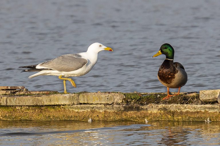 Larus michahellis - Gaviota patiamarilla