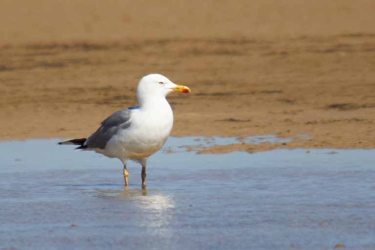 Larus michahellis - Gaviota patiamarilla