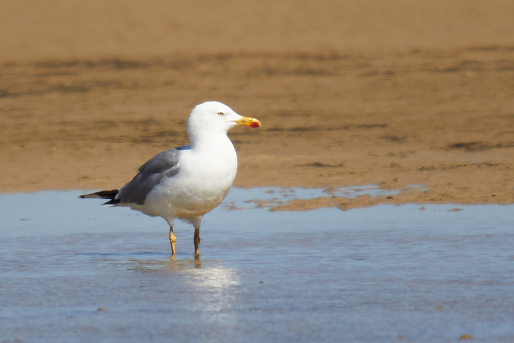 Larus michahellis - Gaviota patiamarilla