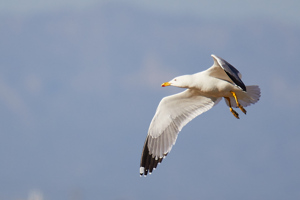 Larus michahellis - Gaviota patiamarilla