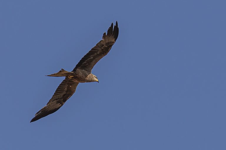 Milvus migrans - Milano negro