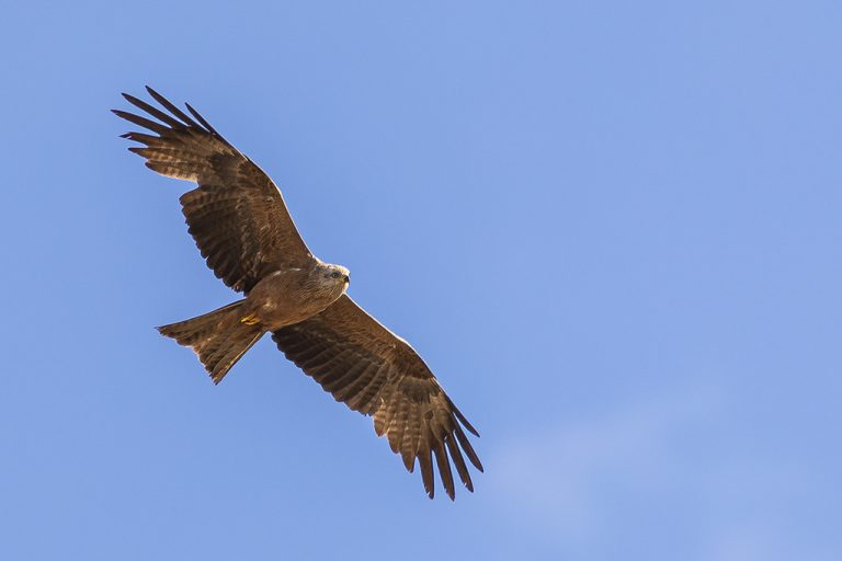 Milvus migrans - Milano negro