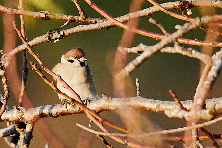 Passer montanus - Gorrión molinero