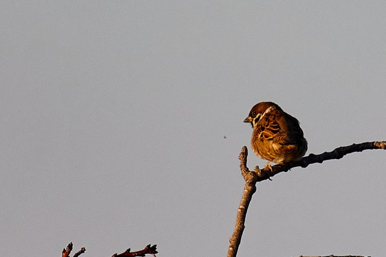 Passer montanus - Gorrión molinero