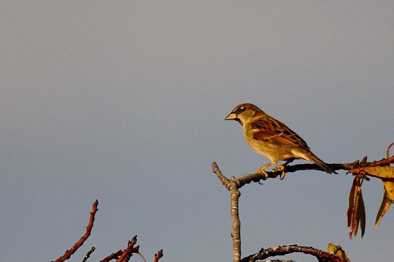 Passer montanus - Gorrión molinero