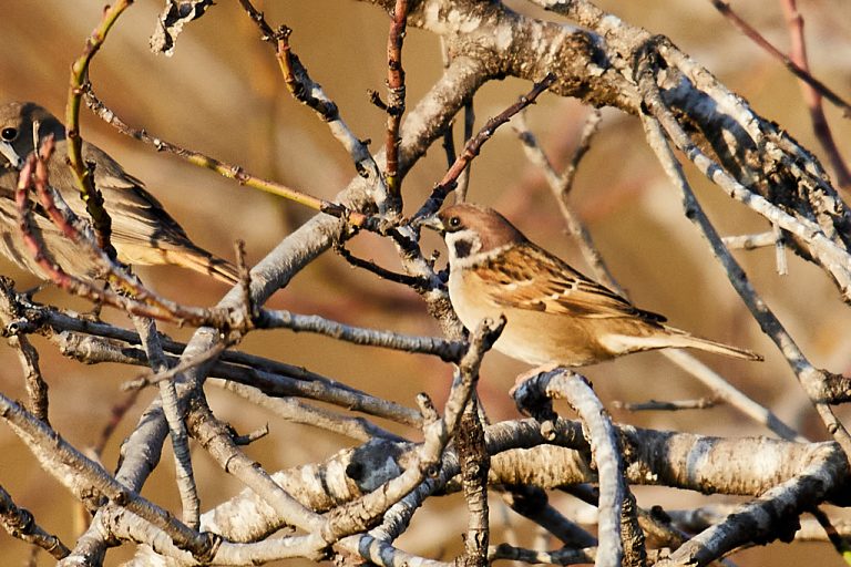 Passer montanus - Gorrión molinero