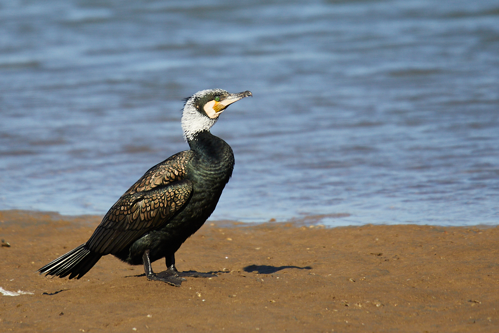 Phalacrocorax carbo - Cormorán grande