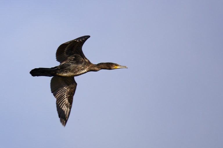 Phalacrocorax carbo - Cormorán grande