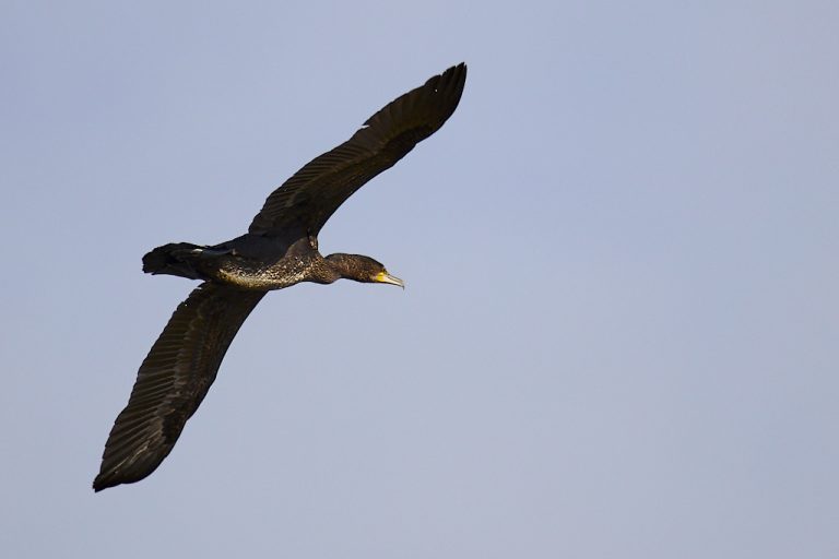 Phalacrocorax carbo - Cormorán grande