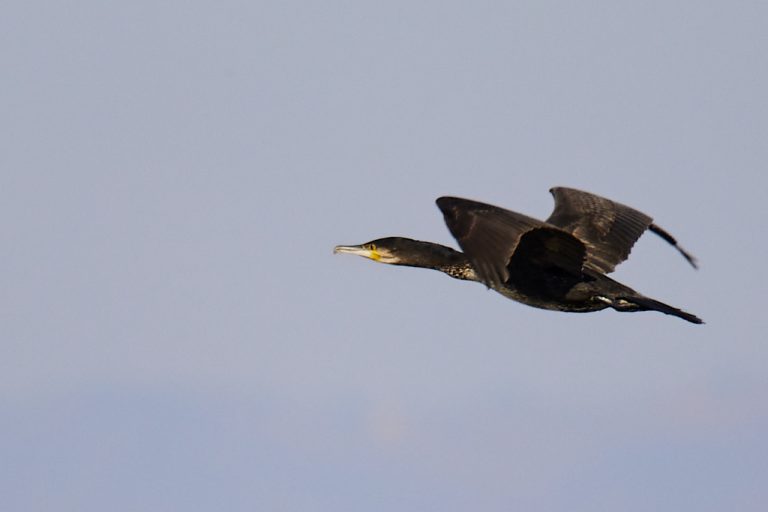 Phalacrocorax carbo - Cormorán grande