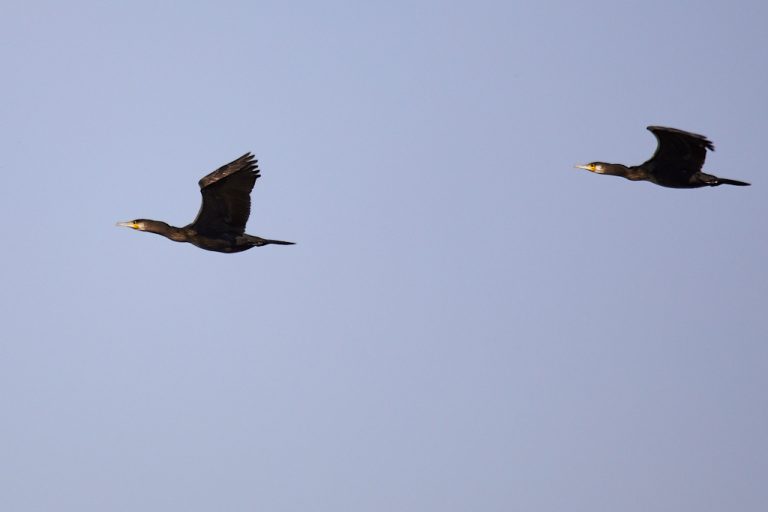 Phalacrocorax carbo - Cormorán grande