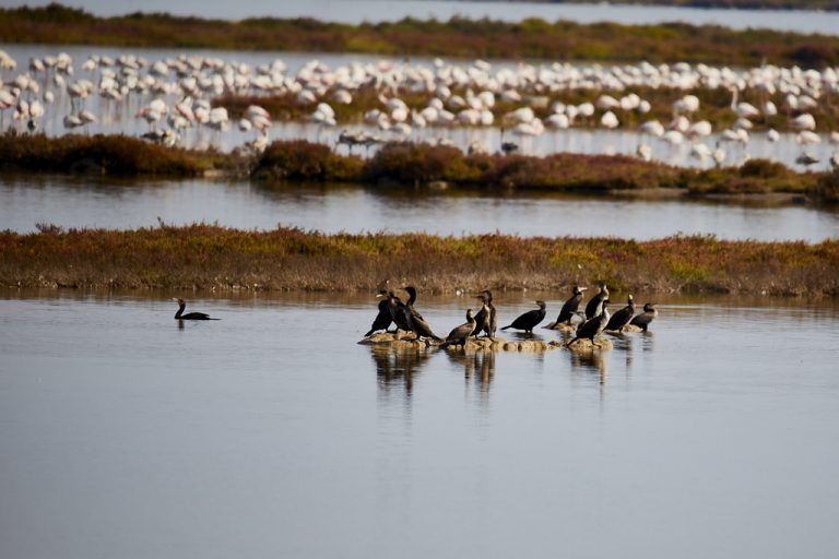 Phalacrocorax carbo - Cormorán grande