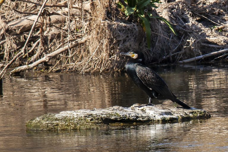 Phalacrocorax carbo - Cormorán grande