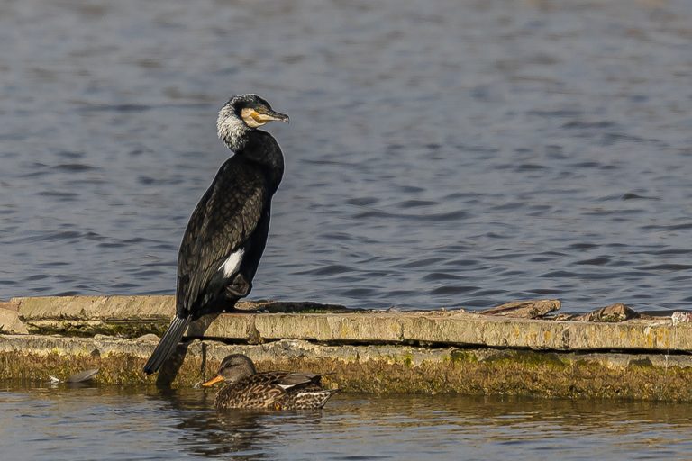 Phalacrocorax carbo - Cormorán grande