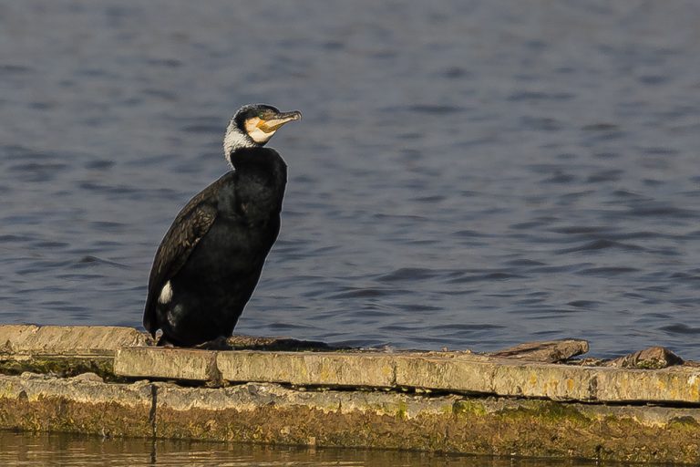 Phalacrocorax carbo - Cormorán grande