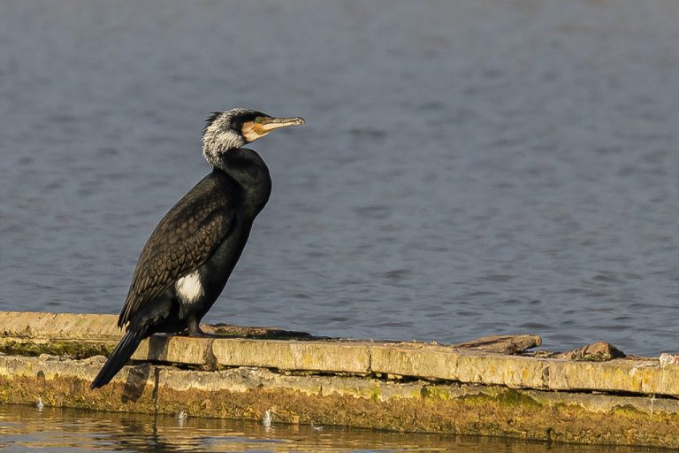 Phalacrocorax carbo - Cormorán grande